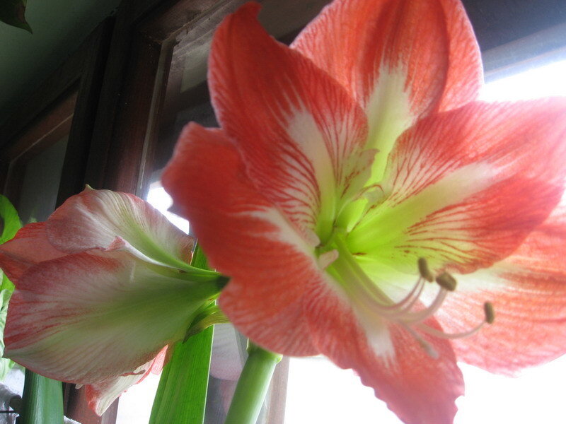 Red and white amaryllis flowers
