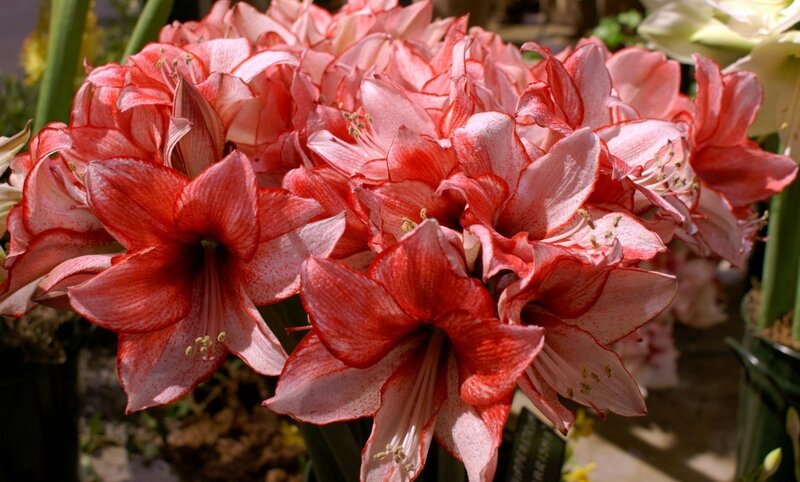 Red and White Amaryllis Flowers — Calm, Afternoon, Photograph
