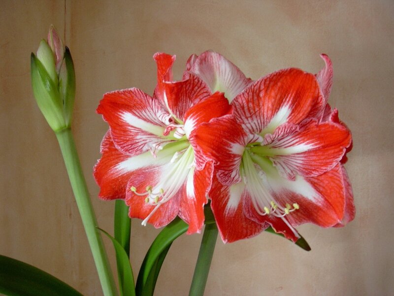 Red and White Amaryllis Flowers — Calm, Photograph, Flower Bud