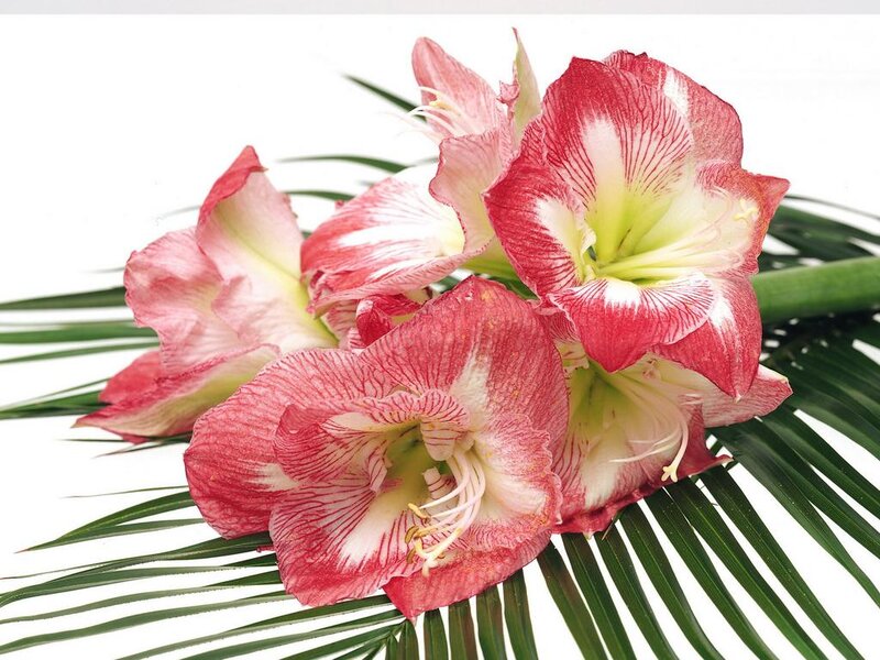Red and White Amaryllis Flowers — Calm, Photograph