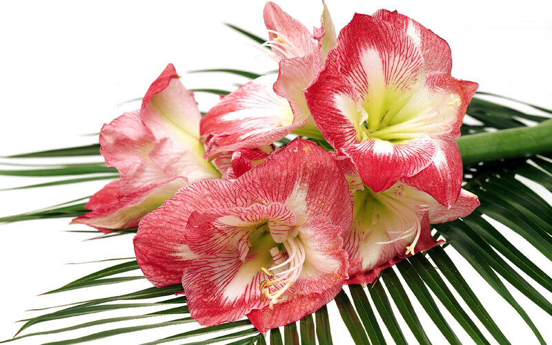 Red and White Amaryllis Flowers — Calm