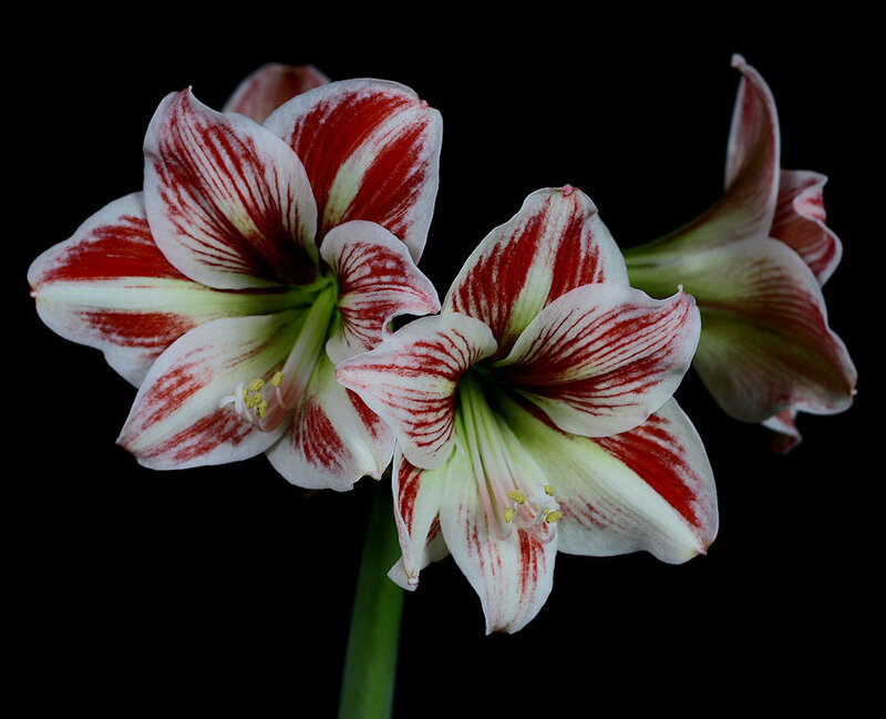 Red and White Amaryllis Flowers — Dramatic, Photograph, Flower