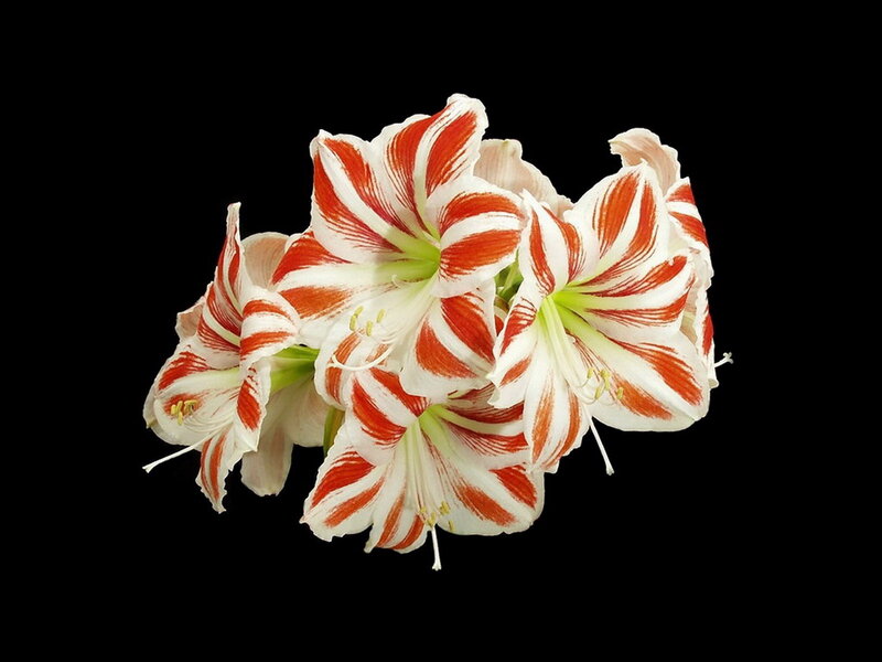 Red and White Amaryllis Flowers — Dramatic, Photograph, Petals