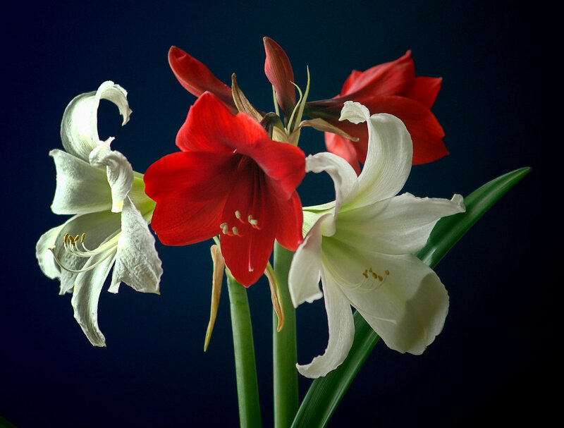 Red and White Amaryllis Flowers — Dramatic, Photograph