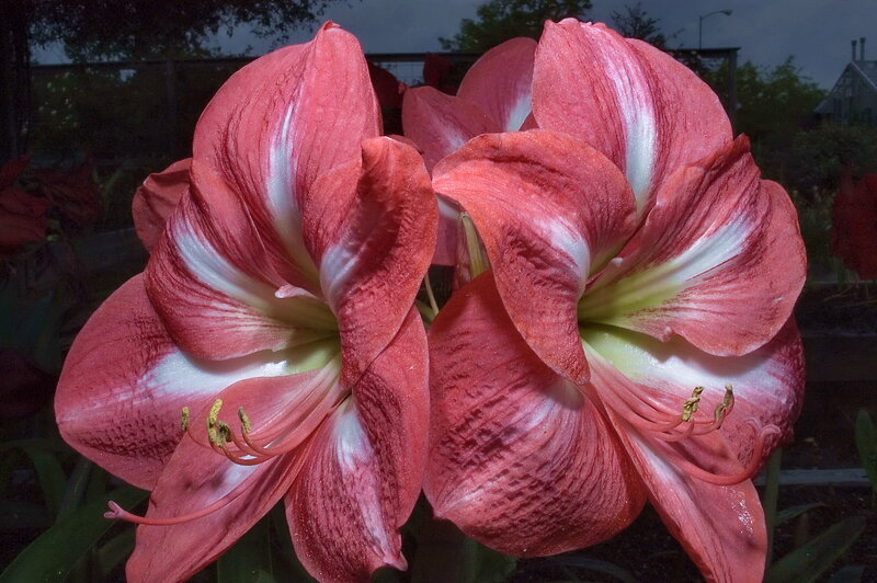 Red and White Amaryllis Flowers — Dramatic