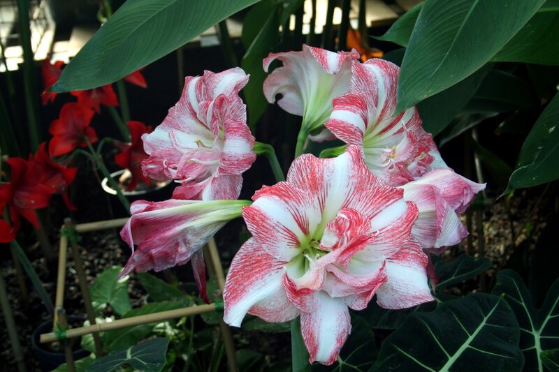 Red and White Amaryllis Flowers — Natural, Afternoon