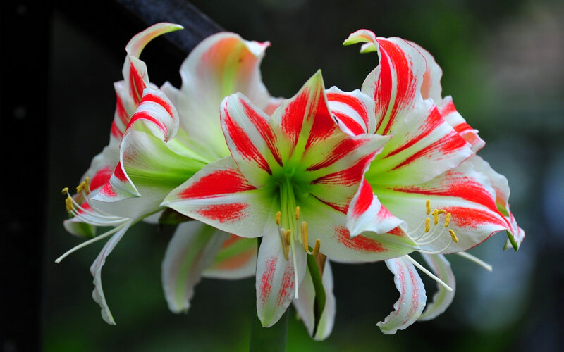Red and White Amaryllis Flowers — Natural, Photograph, Stamen