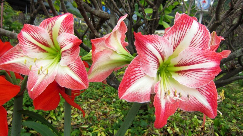 Red and White Amaryllis Flowers — Natural
