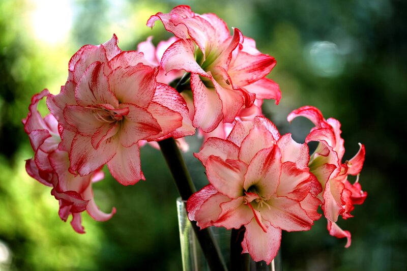 Red and White Amaryllis Flowers — Pink, Serene