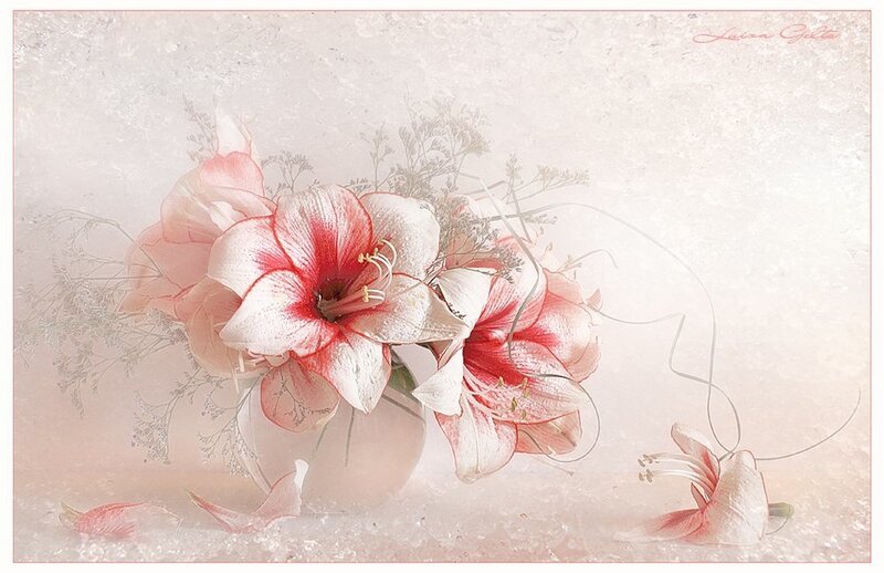Red and White Amaryllis Flowers — Pink