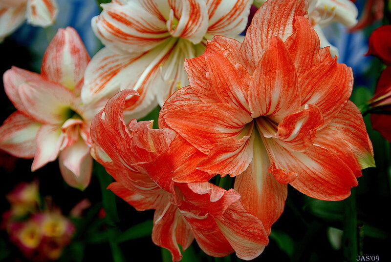Red and White Amaryllis Flowers — Vibrant