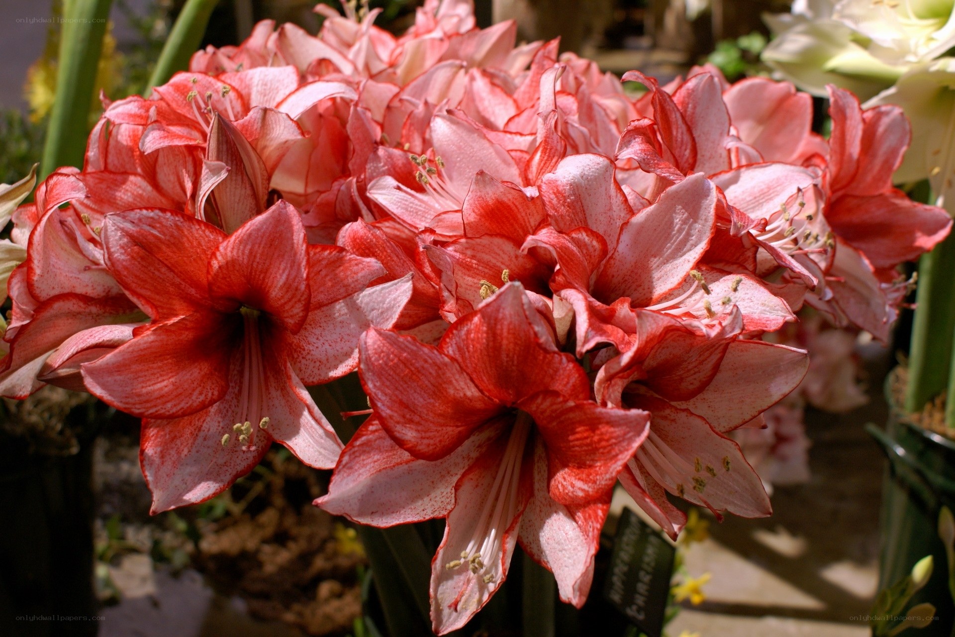 Red and white amaryllis flowers