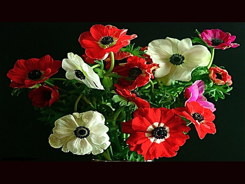 Red and white anemone bouquet