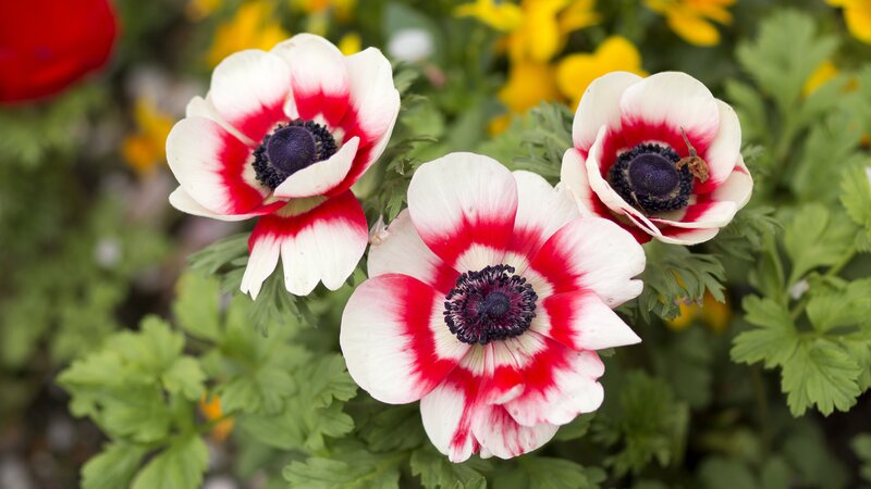 Red and White Anemone Flowers
