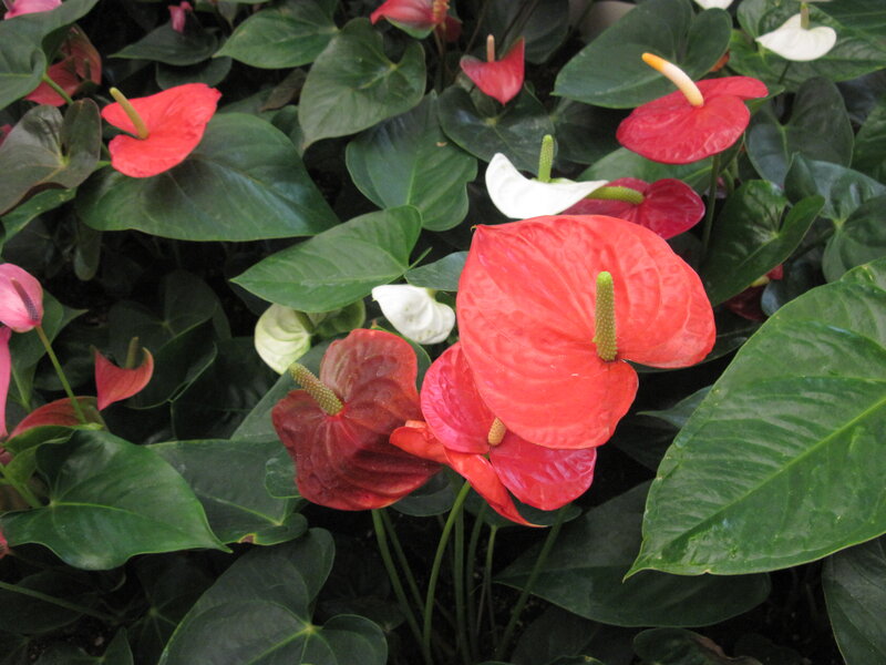 Red and White Anthurium Flowers