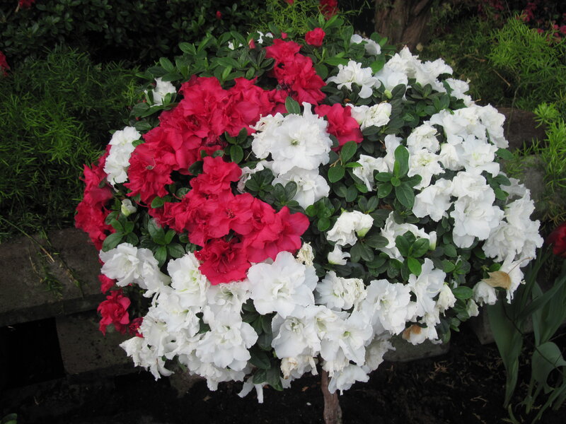 Red and White Azalea Bush