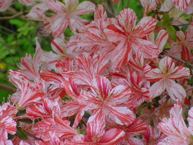 Red and White Azalea Flowers — Calm