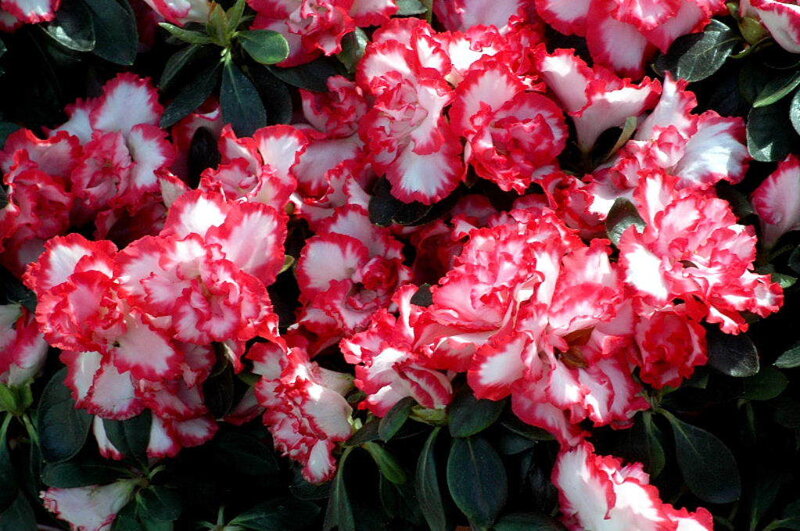 red and white azalea flowers