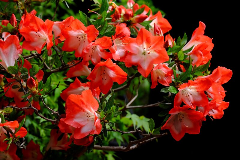 Red and White Azalea Flowers — Vibrant, Photograph
