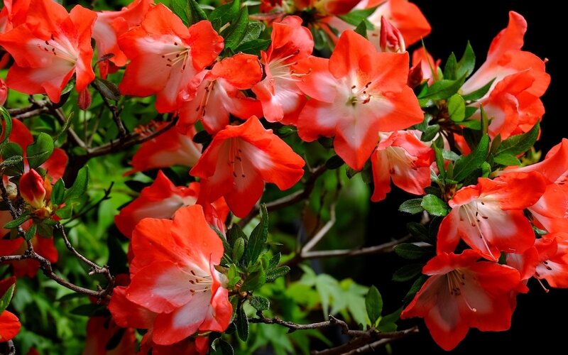 Red and White Azalea Flowers — Vibrant, Spring