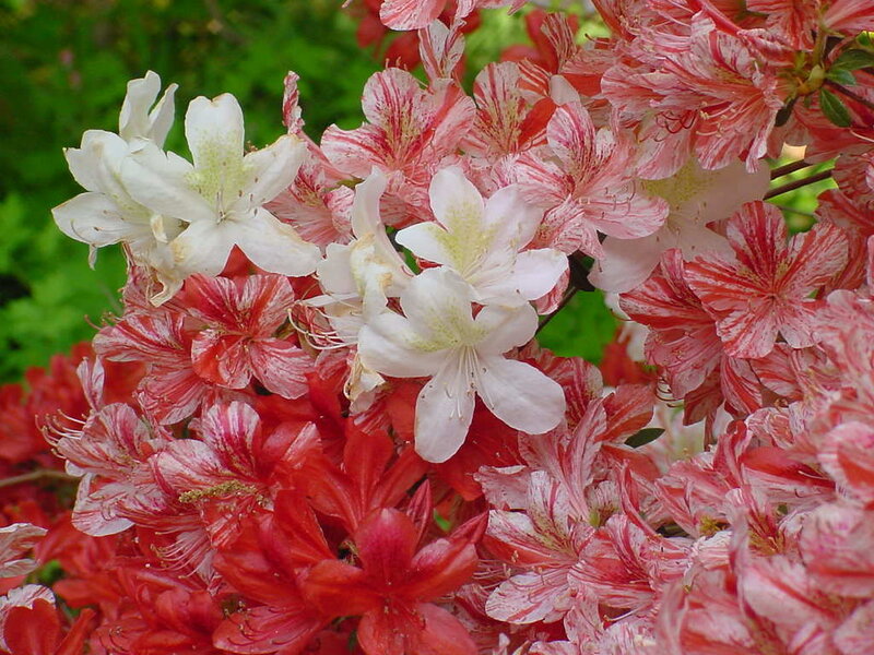 Red and White Azalea Flowers — Vibrant
