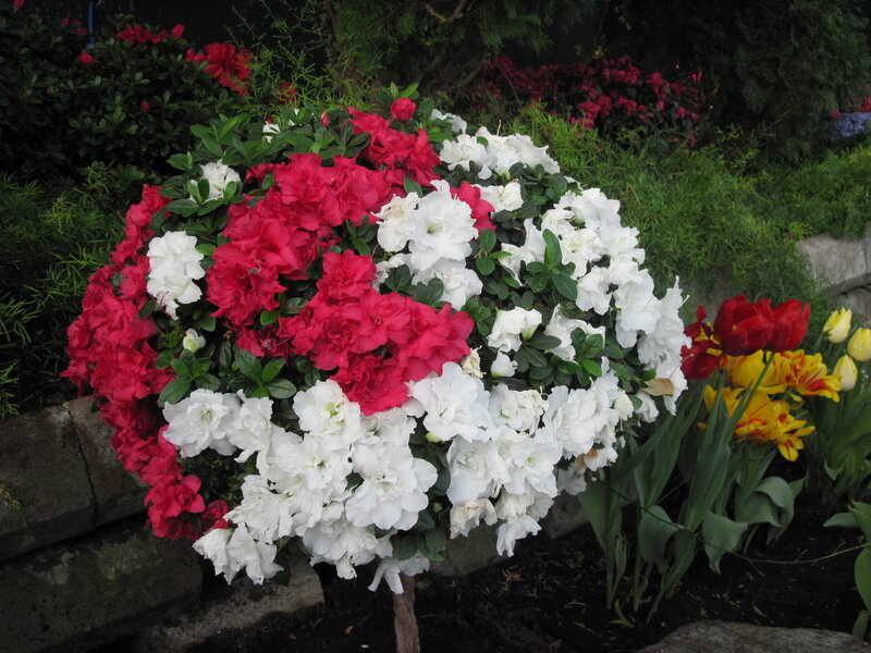 Red and White Azaleas — Calm