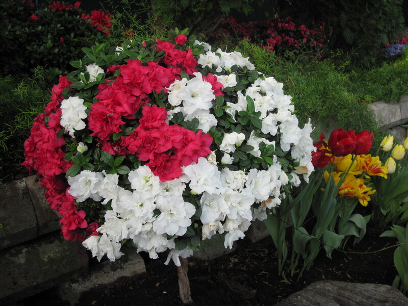 Red and White Azaleas