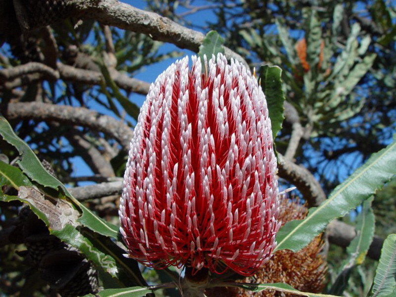 Red and White Banksia Flower