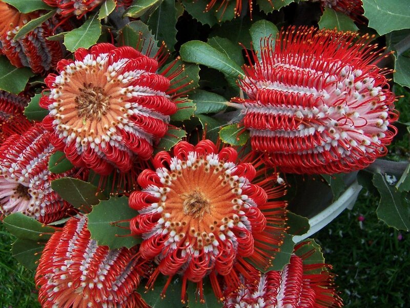 Red and white banksia flowers