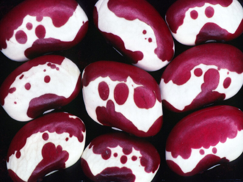 red and white bean seeds