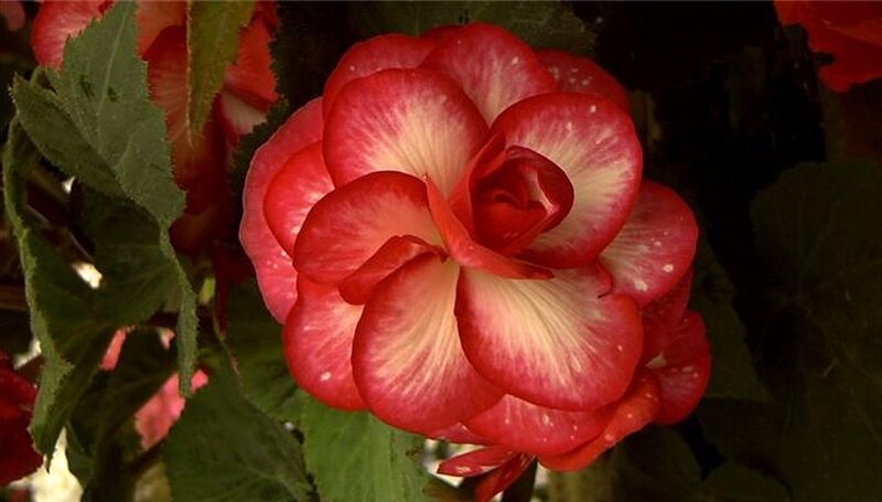 Red and White Begonia Flower — Calm