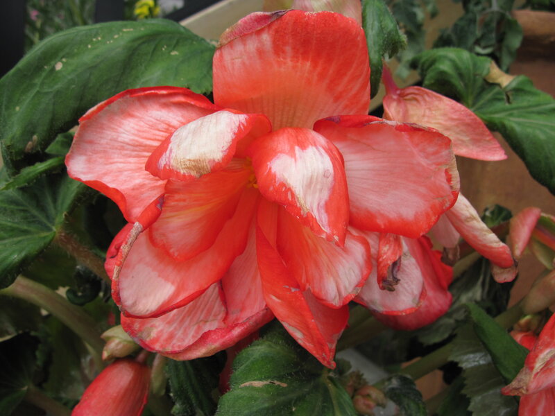 Red and White Begonia Flower — Natural