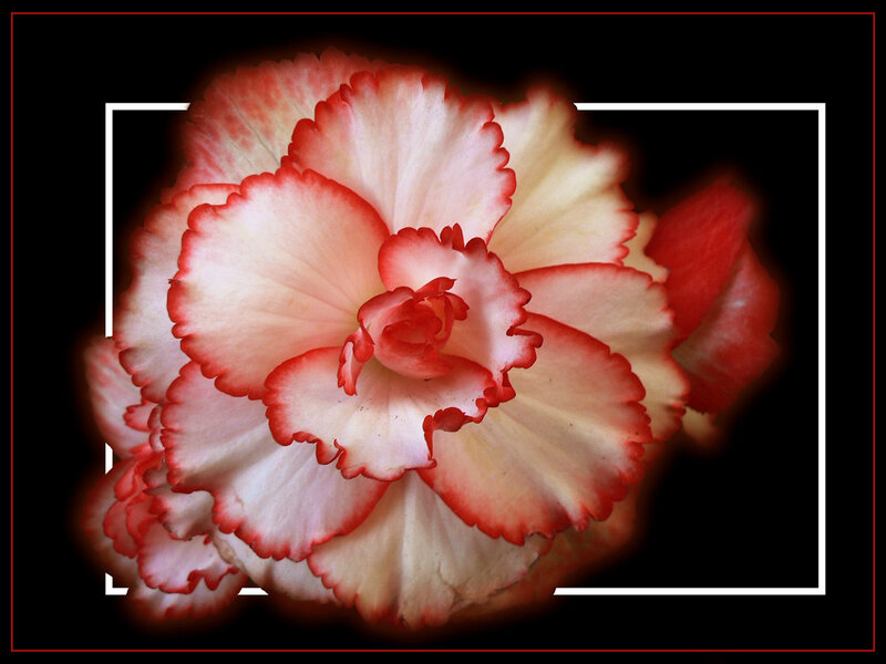 Red and white begonia flower