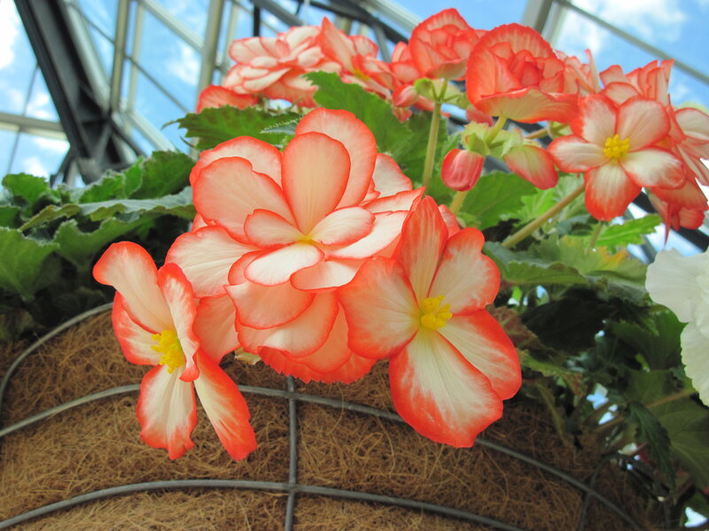 Red and White Begonia Flowers — Calm