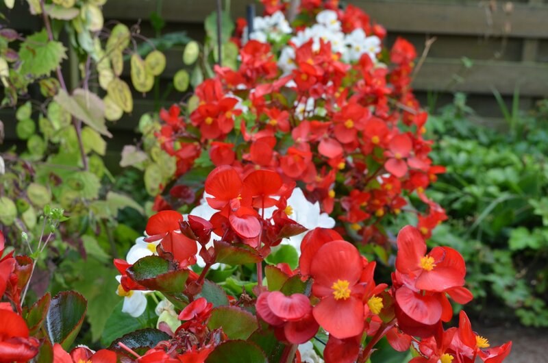 Red and White Begonias — Calm