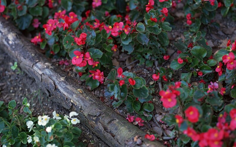 Red and white begonias in garden