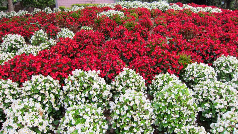 Red and White Begonias