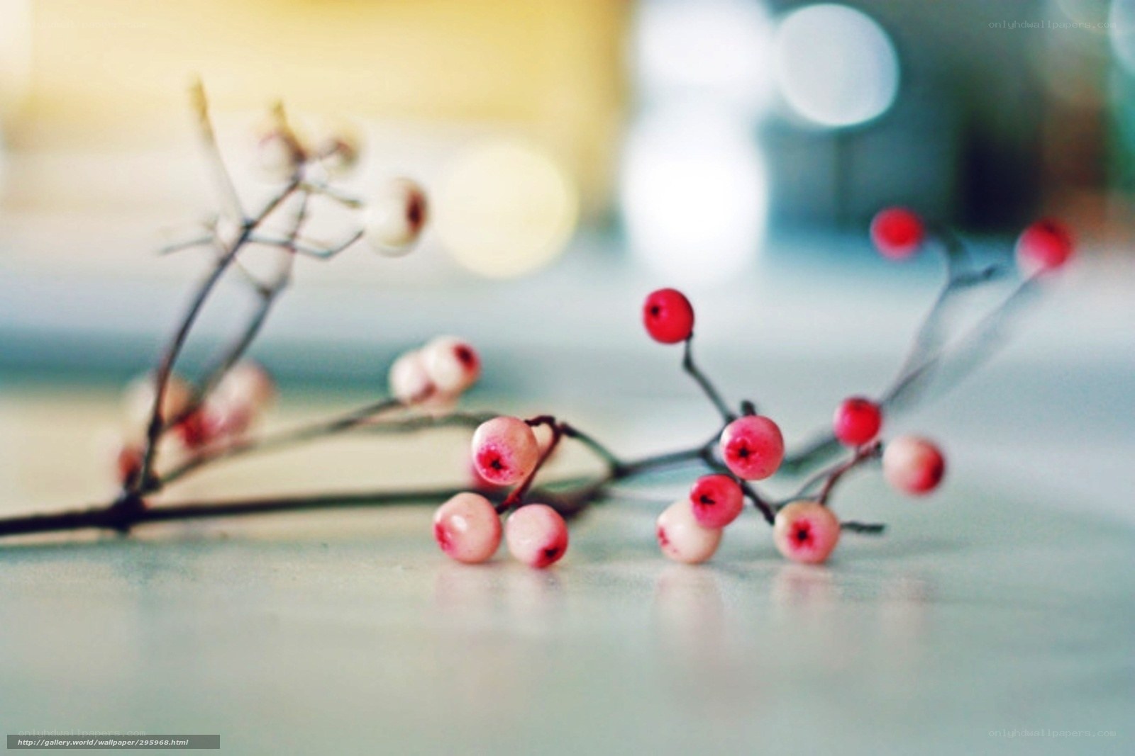 Red and white berries on a branch