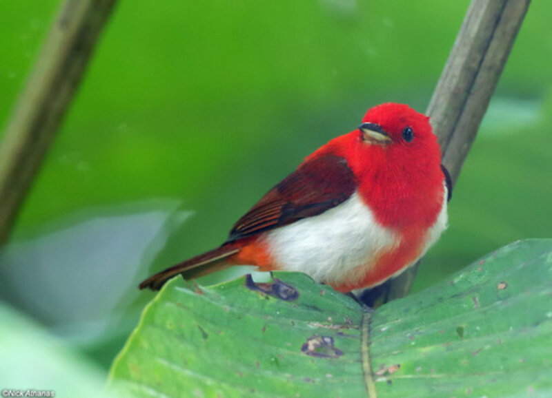 Red and White Bird — Calm