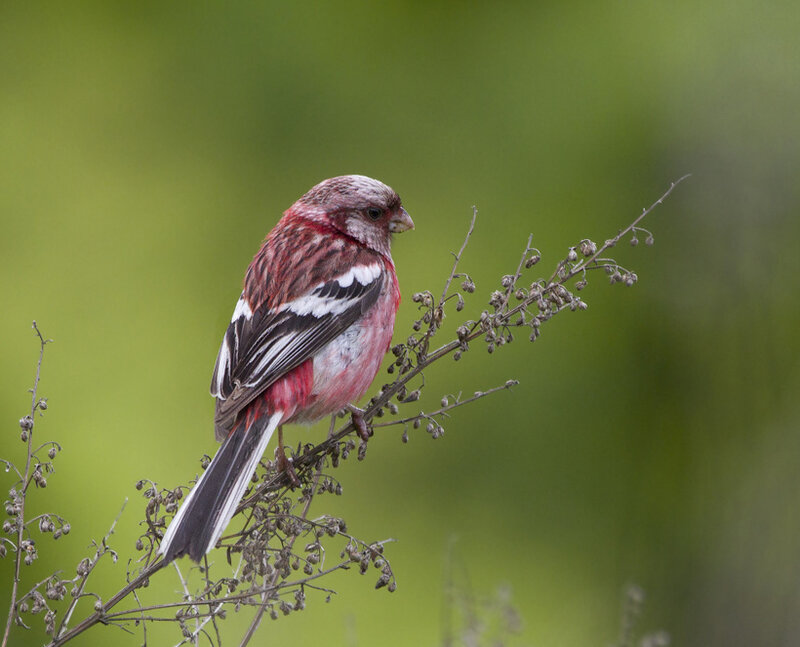 Red and White Bird