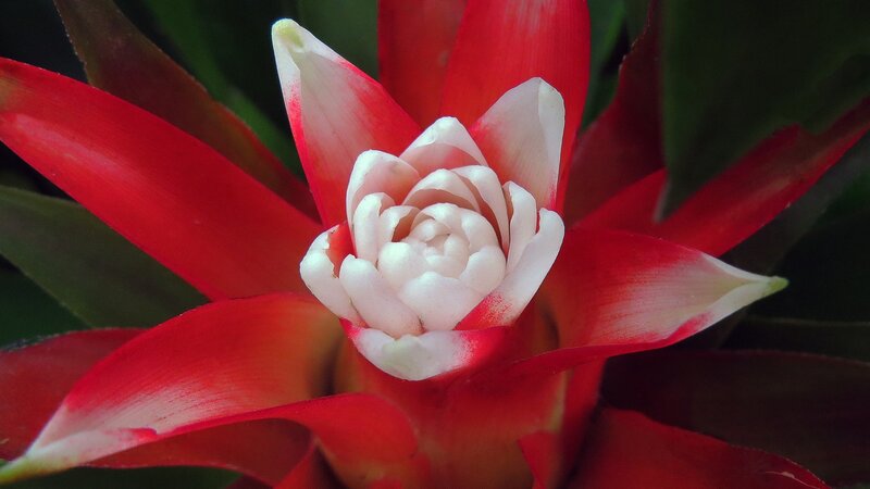 Red and White Bromeliad Flower