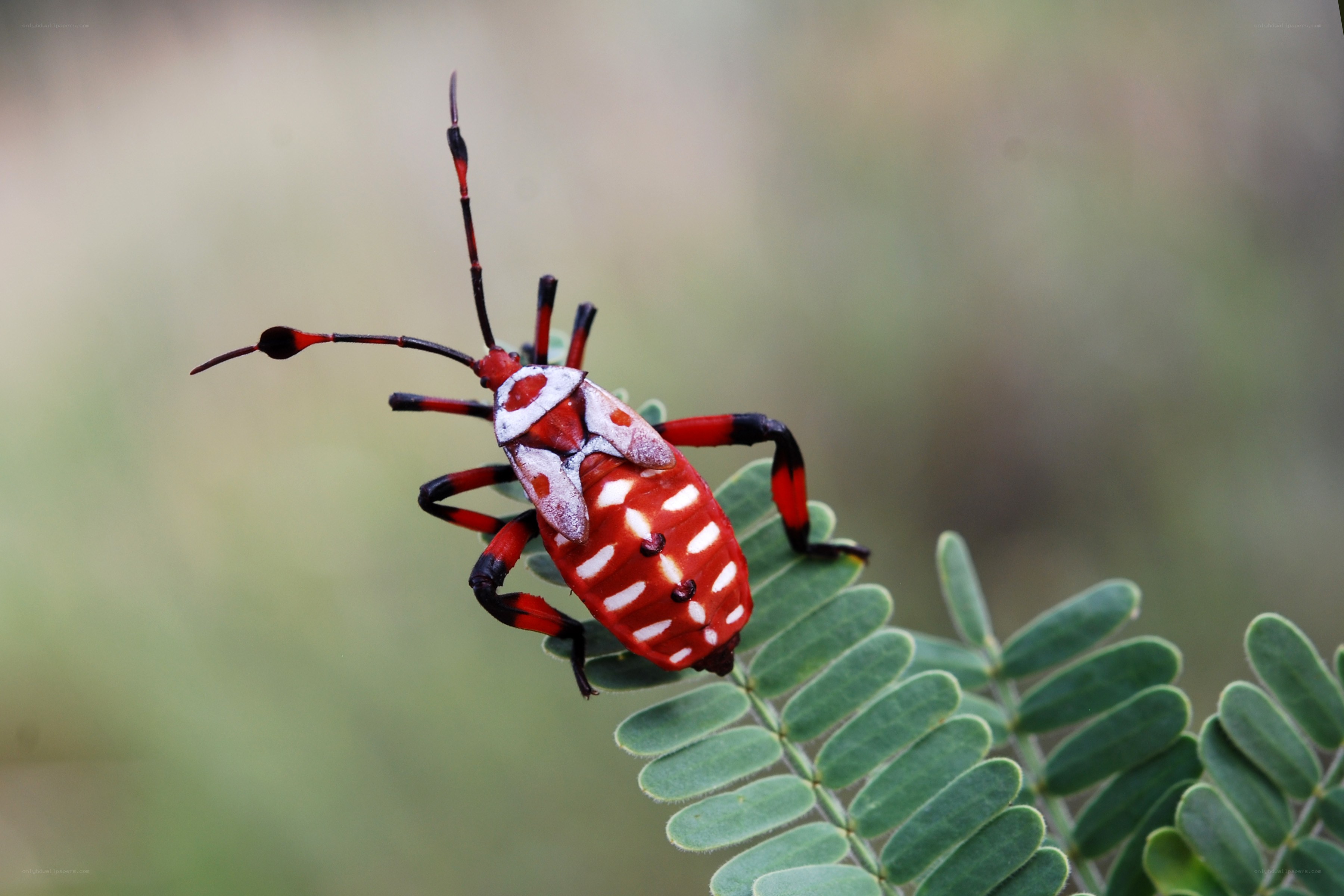 Red and white bug on leaf