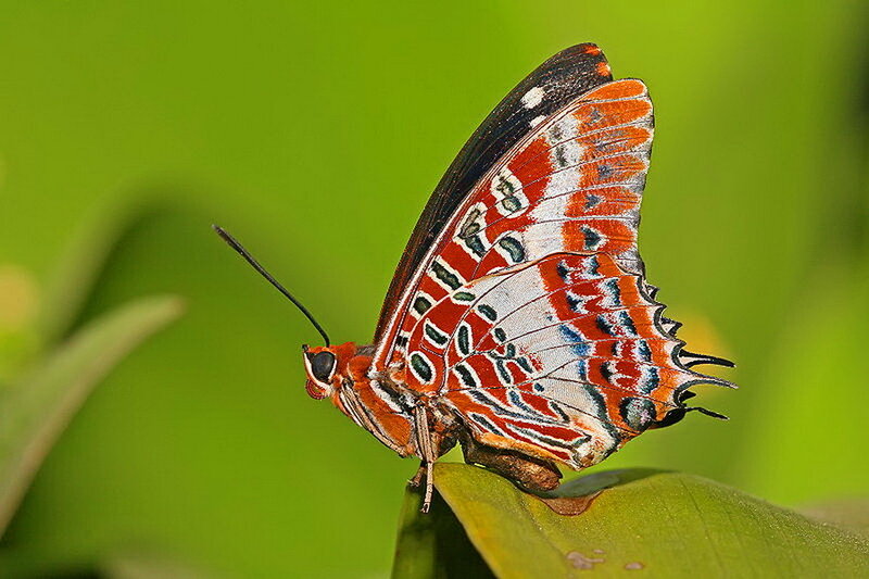 Red and White Butterfly — Green