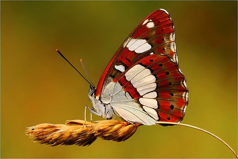 Red and White Butterfly