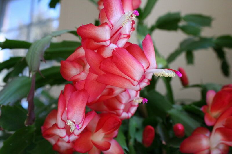 Red and White Cactus Flowers