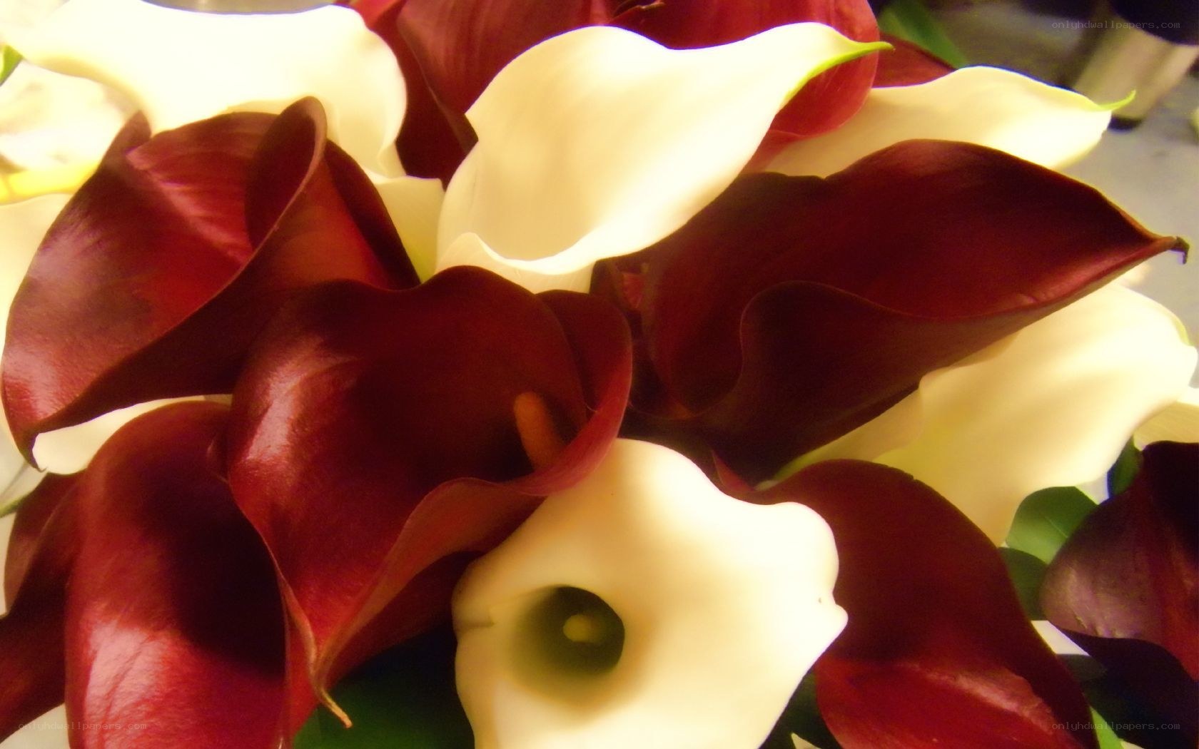 Red and white calla lilies