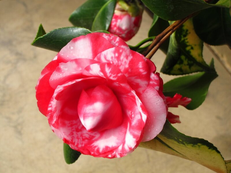 Red and White Camellia Flower — Calm, Photograph