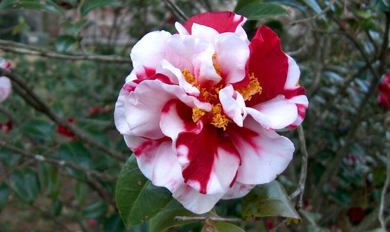 Red and White Camellia Flower — Calm, Spring