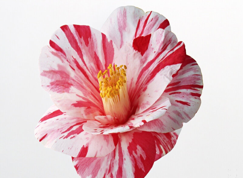 Red and White Camellia Flower — Calm