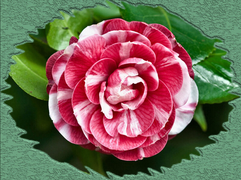 Red and White Camellia Flower — Pink